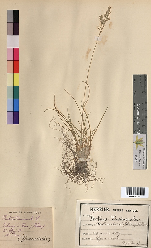 Festuca duriuscula (Poaceae)