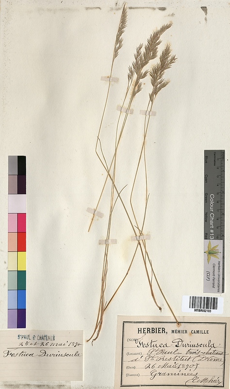 Festuca duriuscula (Poaceae)