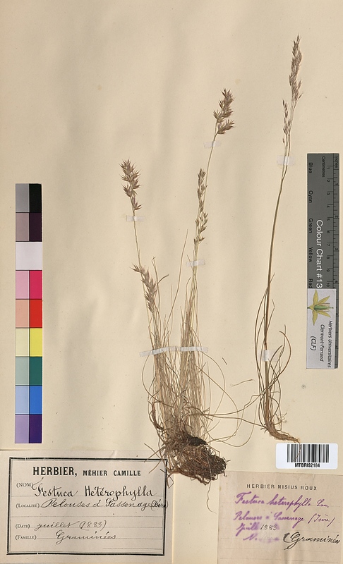 Festuca heterophylla (Poaceae)