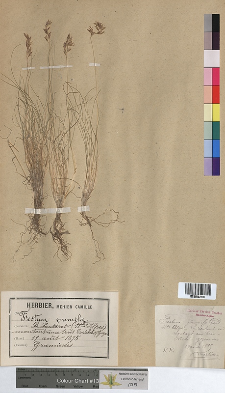 Festuca pumila (Poaceae)