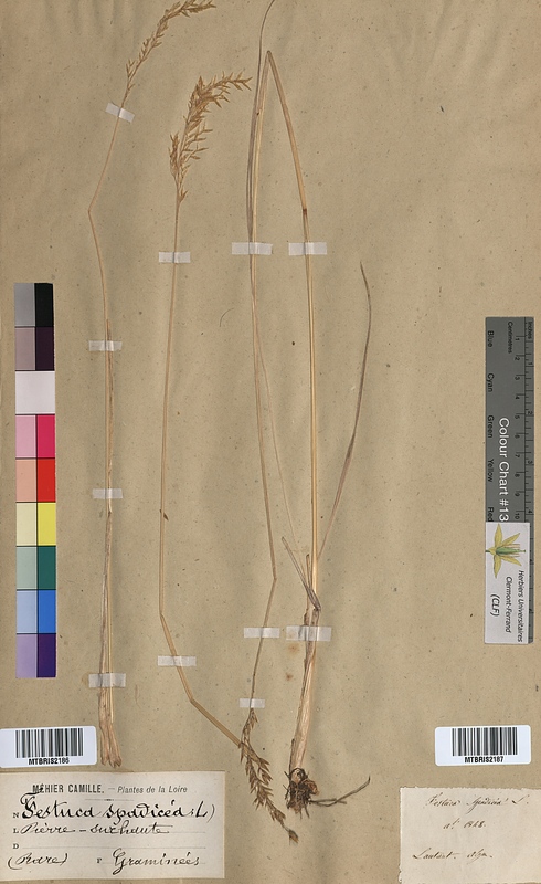 Festuca spadicea (Poaceae)