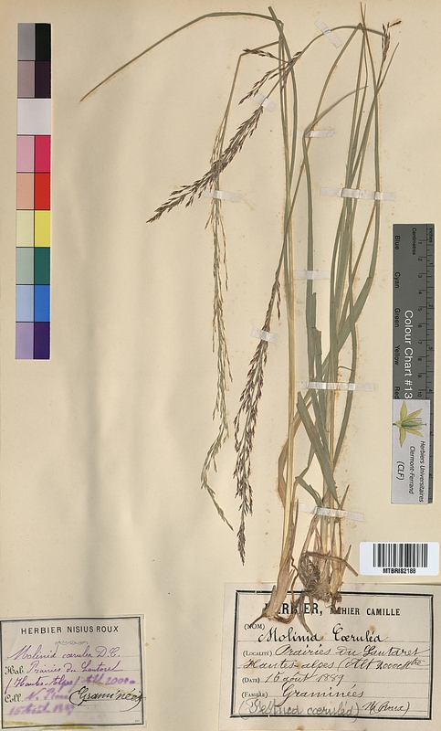 Molinia caerulea (Poaceae)
