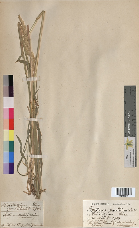 Festuca arundinacea (Poaceae)