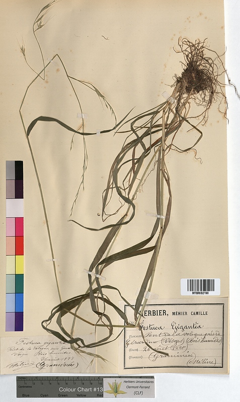 Festuca gigantea (Poaceae)