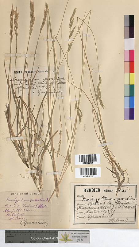 Brachypodium pinnatum (Poaceae)