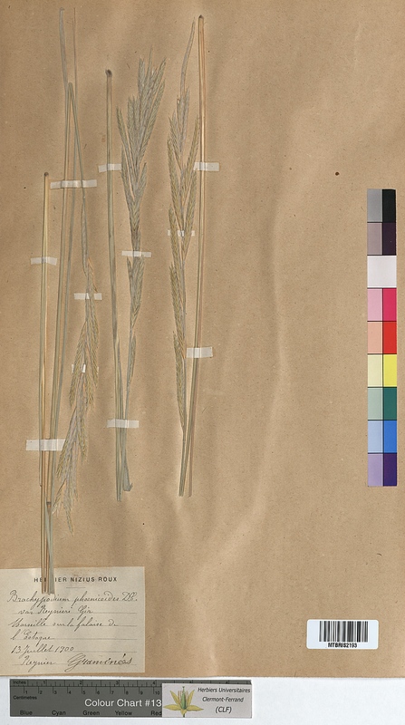 Brachypodium phoenicoides (Poaceae)