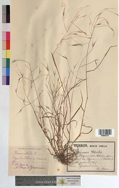 Bromus sterilis (Poaceae)