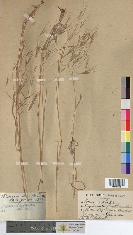 Bromus sterilis (Poaceae)