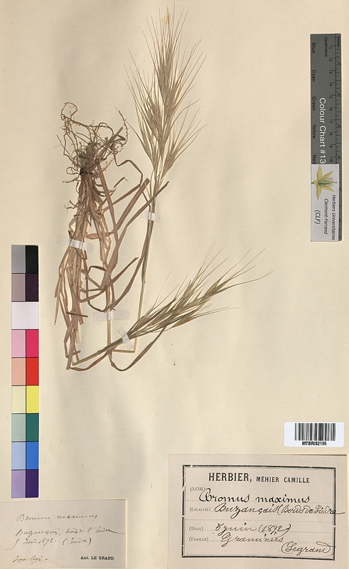 Bromus maximus (Poaceae)