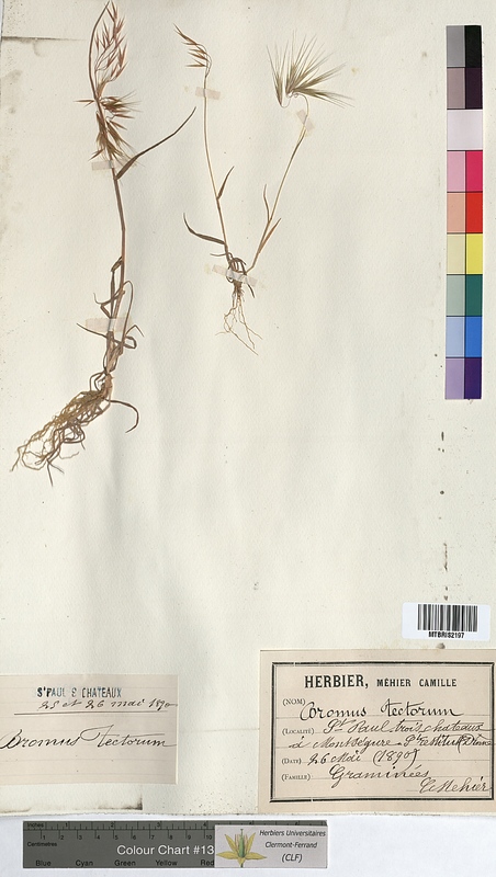 Bromus tectorum (Poaceae)