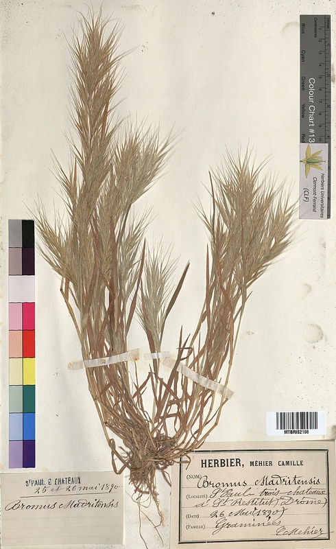 Bromus madritensis (Poaceae)