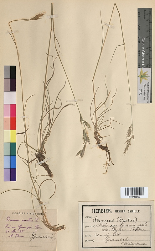 Bromus erectus (Poaceae)