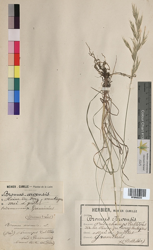 Bromus arvensis (Poaceae)