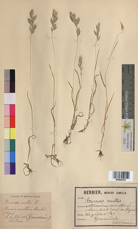 Bromus mollis (Poaceae)