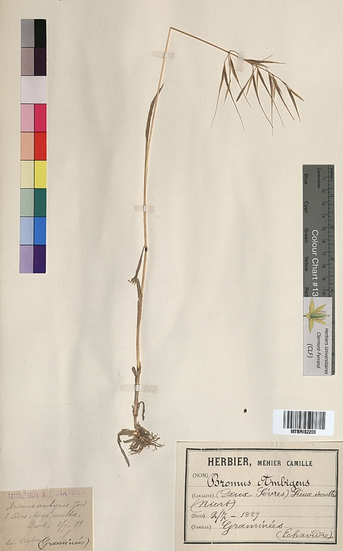 Bromus ambigens (Poaceae)