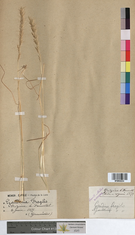 Gaudinia fragilis (Poaceae)