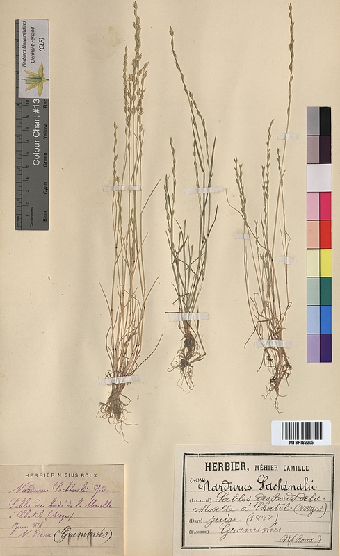 Nardurus lachenalii (Poaceae)