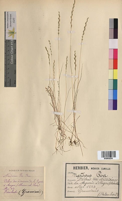 Nardurus poa (Poaceae)
