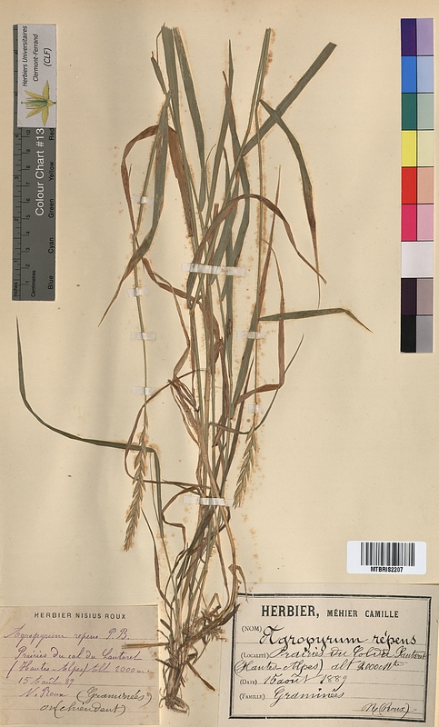 Agropyron repens (Poaceae)