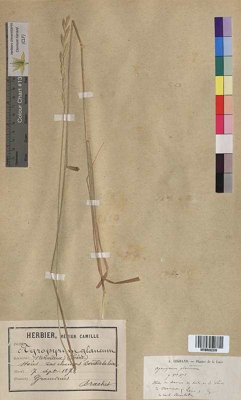 Agropyron glaucum (Poaceae)