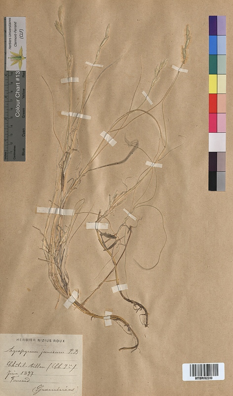 Agropyron junceum (Poaceae)