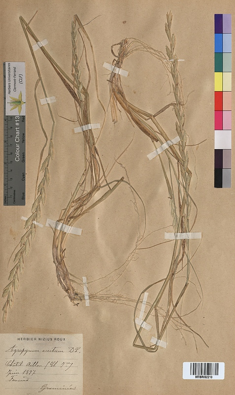 Agropyron x acutum (Poaceae)