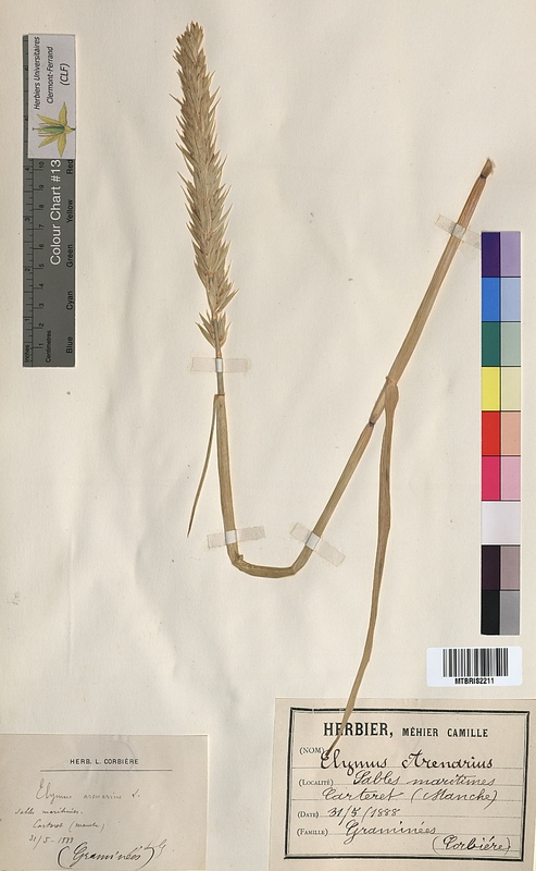 Elymus arenarius (Poaceae)