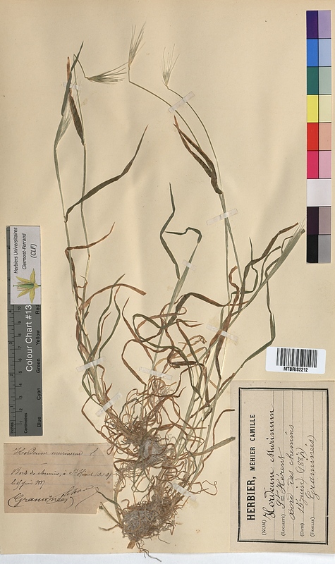 Hordeum murinum (Poaceae)