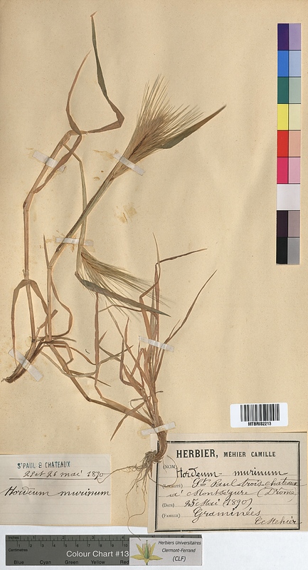 Hordeum murinum (Poaceae)