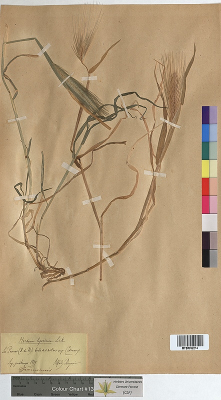 Hordeum murinum (Poaceae)