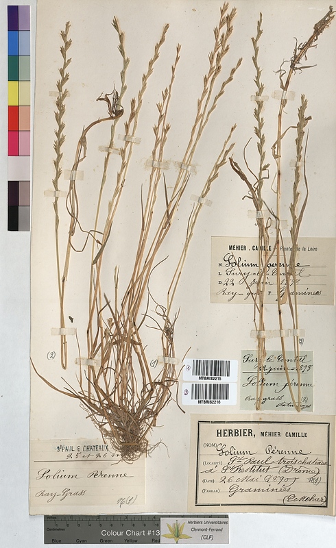 Lolium perenne (Poaceae)