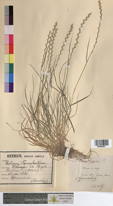 Lolium temulentum (Poaceae)
