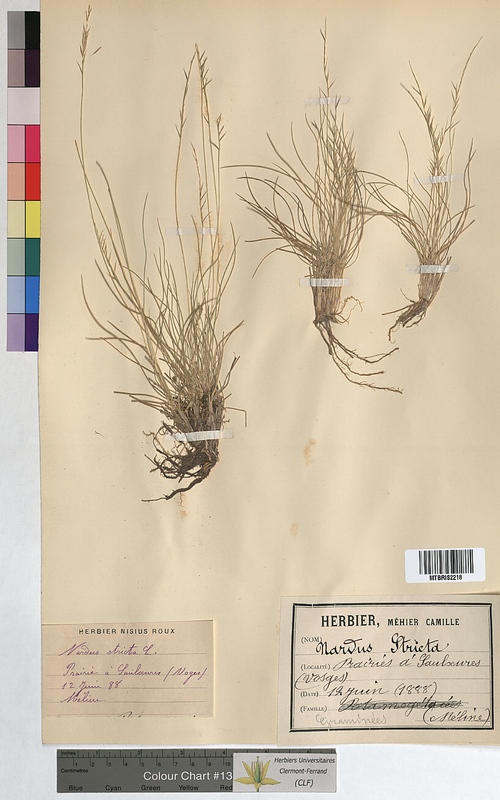 Nardus stricta (Poaceae)