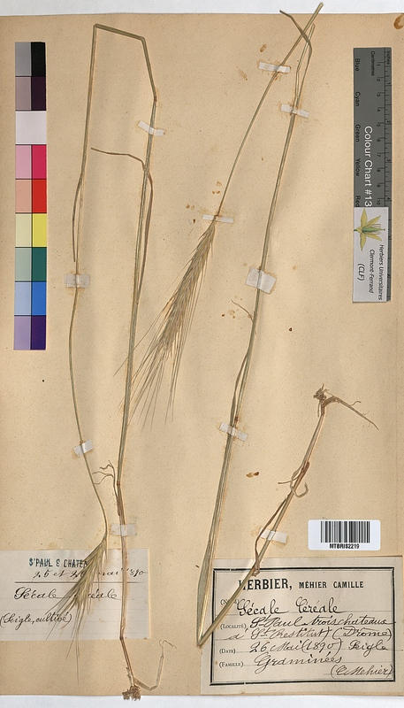 Secale cereale (Poaceae)