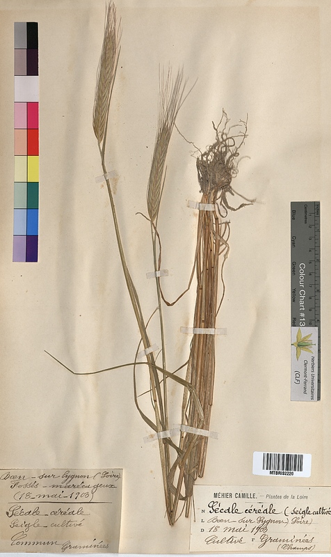 Secale cereale (Poaceae)