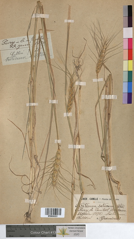 Triticum sativum (Poaceae)