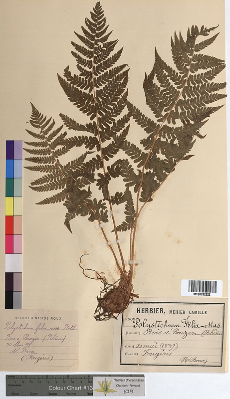 Polystichum filix-mas (Dryopteridaceae)