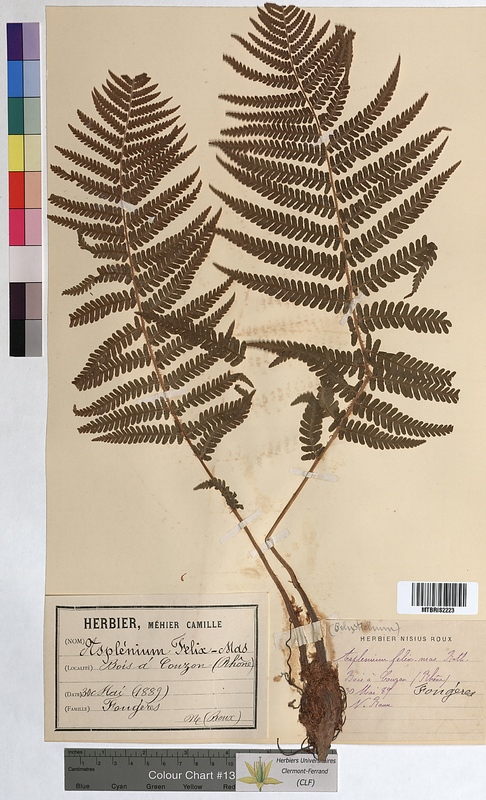 Dryopteris filix-mas (Dryopteridaceae)