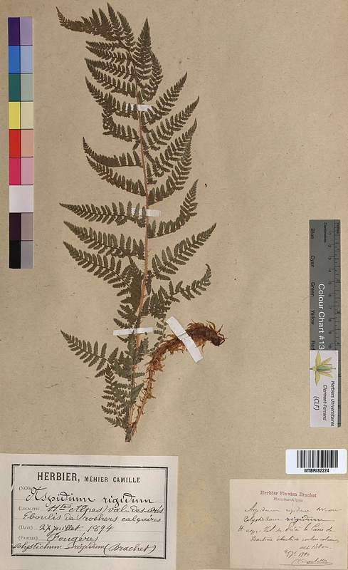 Aspidium rigidum (Dryopteridaceae)
