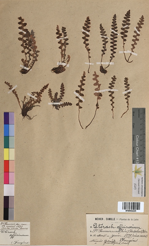Ceterach officinarum (Aspleniaceae)