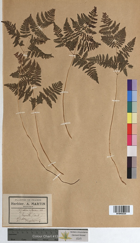 Polypodium calcareum (Polypodiaceae)