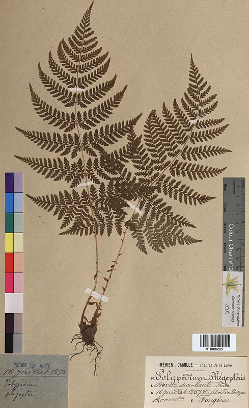 Polypodium phegopteris (Polypodiaceae)
