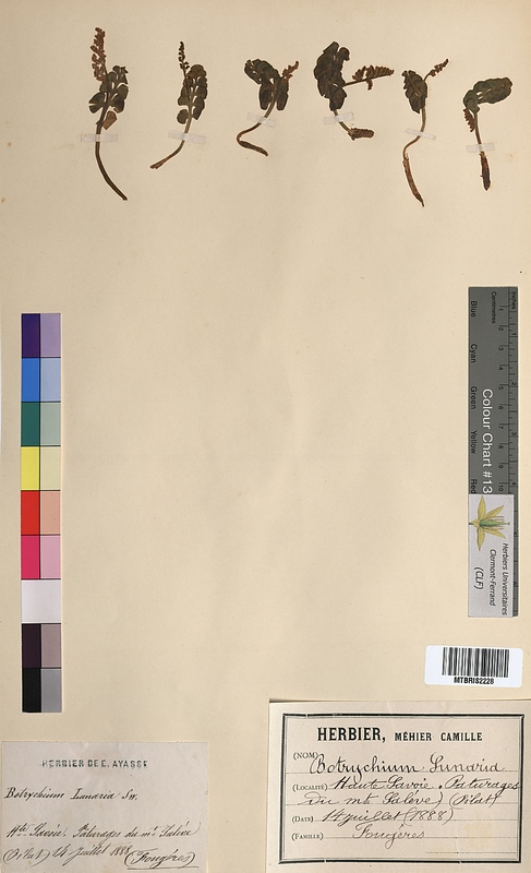 Botrychium lunaria (Ophioglossaceae)
