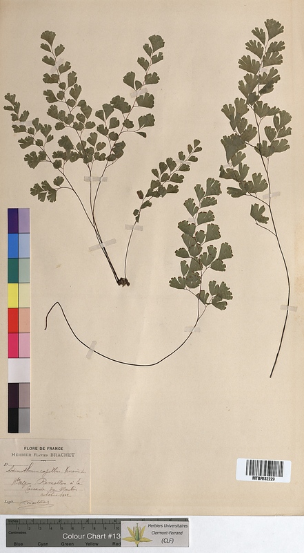 Adiantum capillus-veneris (Adiantaceae)