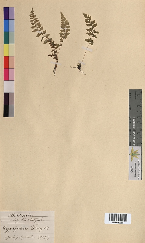 Cystopteris fragilis (Woodsiaceae)