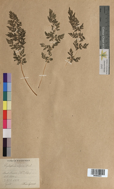 Cystopteris alpina (Woodsiaceae)