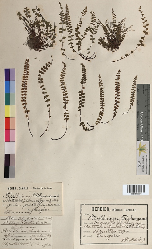 Asplenium trichomanes (Aspleniaceae)