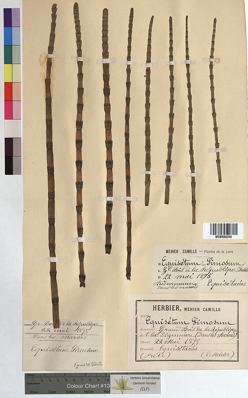 Equisetum limosum (Equisetaceae)