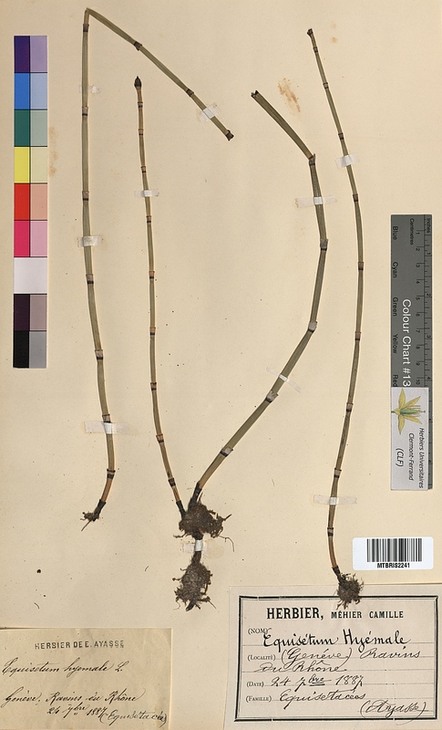 Equisetum hyemale (Equisetaceae)