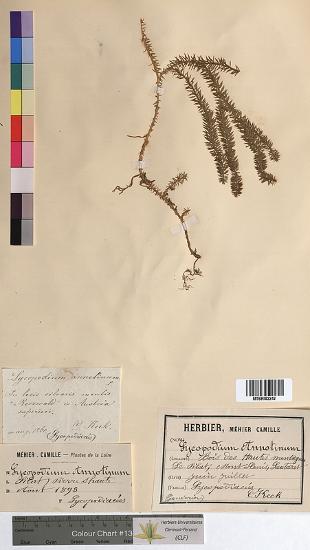 Lycopodium annotinum (Lycopodiaceae)